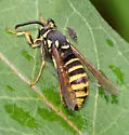 Pin Oak Clearwing - Hodges#2527.1 - photo 4