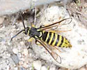 Pin Oak Clearwing - Hodges#2527.1 - photo 5