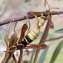 Western Poplar Clearwing - Hodges#2526