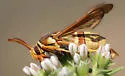 Western Poplar Clearwing - Hodges#2526 - photo 2