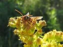 Western Poplar Clearwing - Hodges#2526 - photo 3