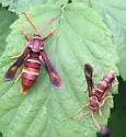 Western Poplar Clearwing - Hodges#2526 - photo 4