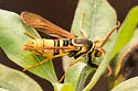 Western Poplar Clearwing - Hodges#2526 - photo 5
