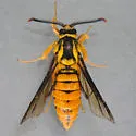 Red Oak Clearwing Moth - Hodges#2527 - Paranthrene simulans