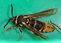 Red Oak Clearwing Moth - Hodges#2527 - photo 2