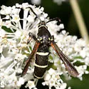 Dusky Clearwing - Hodges#2524 - Paranthrene tabaniformis