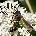 Dusky Clearwing - Hodges#2524 - photo 2
