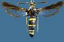 Dusky Clearwing - Hodges#2524 - photo 3