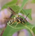 Dusky Clearwing - Hodges#2524 - photo 4