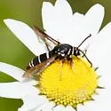 Dusky Clearwing - Hodges#2524 - photo 5
