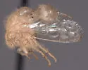 Parantonae arida - photo 4