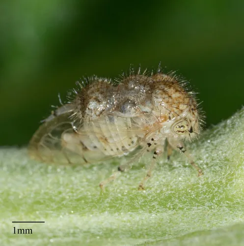Parantonae hispida - Parantonae hispida