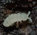 Paranurophorus simplex