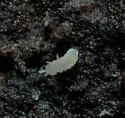 Paranurophorus simplex - photo 2