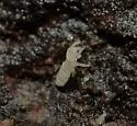 Paranurophorus simplex - photo 3