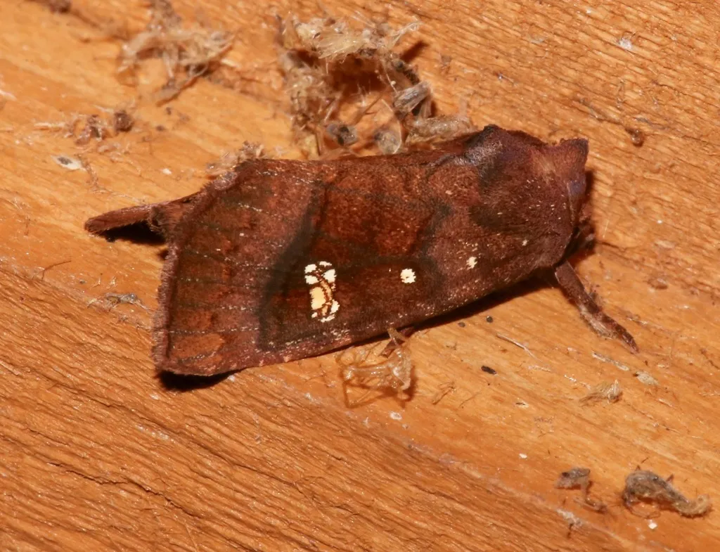 Buffalo Moth - Hodges#9463 - photo 2