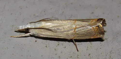 Graceful Grass-veneer Moth - Hodges#5450