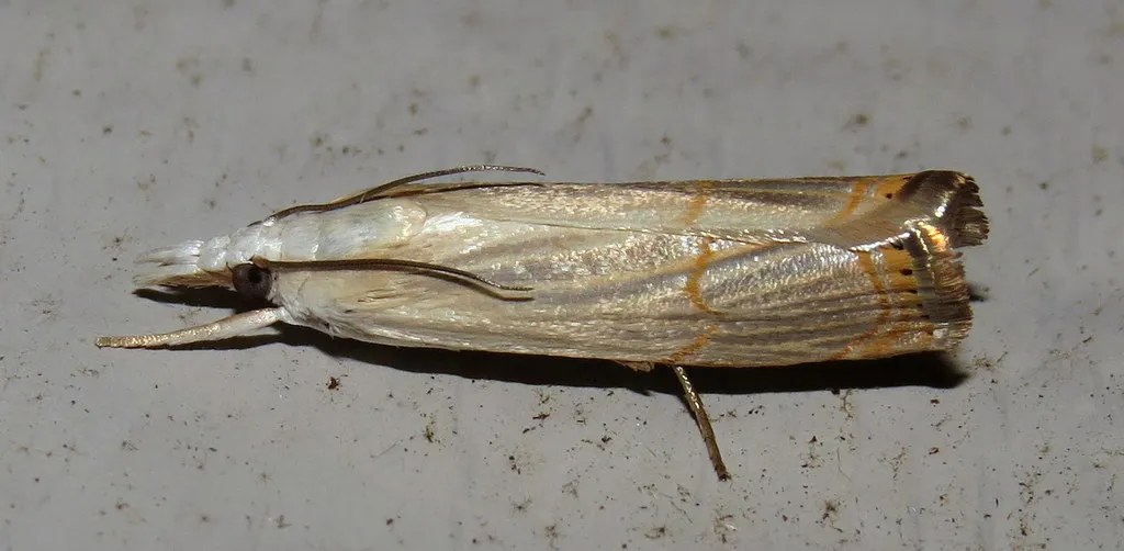 Graceful Grass-veneer Moth - Hodges#5450 - photo 2