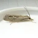 Parapediasia hulstellus - Hodges#5386