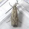 Parapediasia hulstellus - Hodges#5386 - photo 2