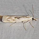 Parapediasia hulstellus - Hodges#5386 - photo 3