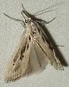 Parapediasia hulstellus - Hodges#5386 - photo 4