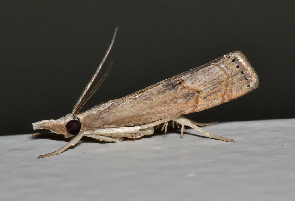 Bluegrass Webworm Moth - photo 2