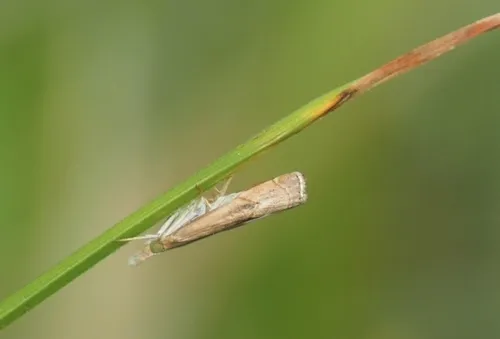 Bluegrass Webworm Moth - photo 5