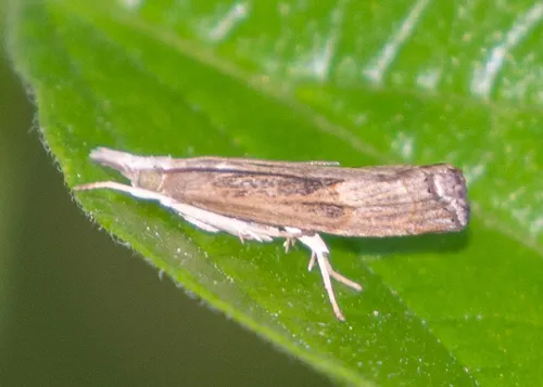 Bluegrass Webworm Moth - photo 6