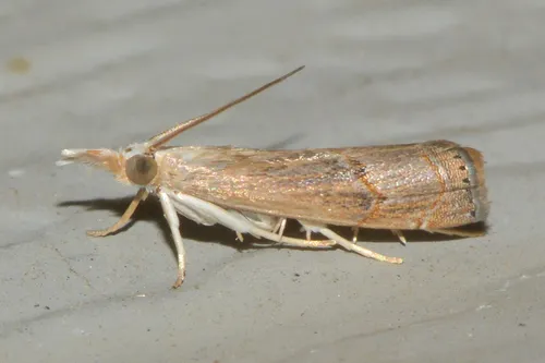 Bluegrass Webworm Moth - photo 7