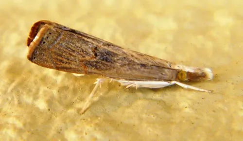 Bluegrass Webworm Moth - photo 8