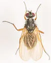 Parapegomyia socculata