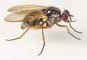 Parapegomyia socculata - photo 2