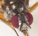 Parapegomyia socculata - photo 3