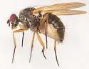 Parapegomyia socculata - photo 4