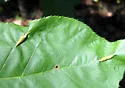 Parapergandea caryaevenae
