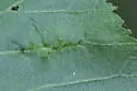 Parapergandea caryaevenae - photo 2