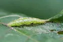 Parapergandea caryaevenae - photo 4