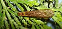 Hyporheic Sallfly
