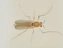 Paraphaenocladius exagitans