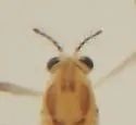 Paraphaenocladius exagitans - photo 2
