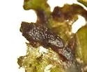 Paraphaenocladius exagitans - photo 3