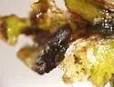 Paraphaenocladius exagitans - photo 4