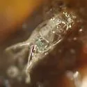 Paraphaenocladius exagitans - photo 5