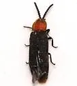 Paraphausis eximius - photo 2