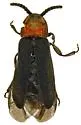 Paraphausis eximius - photo 3