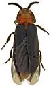 Paraphausis eximius - photo 4