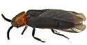 Paraphausis eximius - photo 5