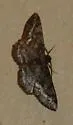 Parapheromia cassinoi - Hodges#6608