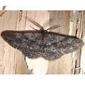 Parapheromia cassinoi - Hodges#6608 - photo 4